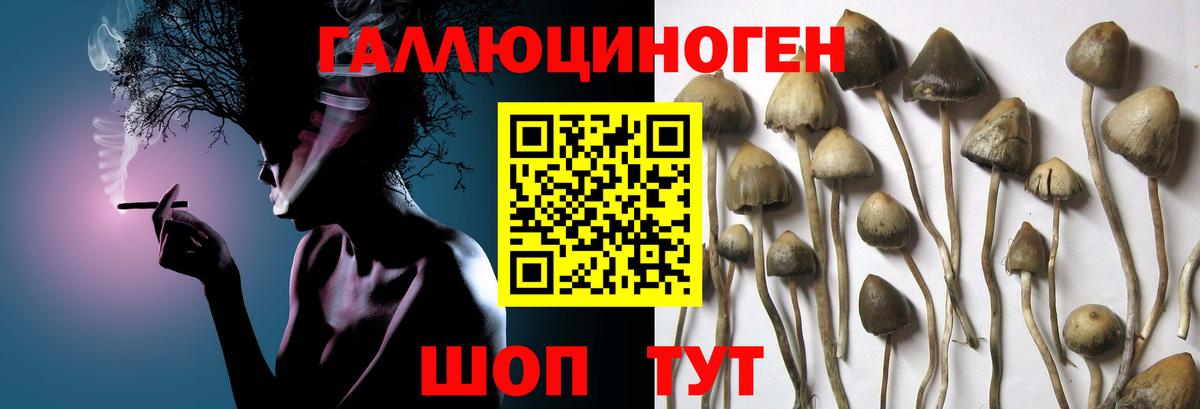 Галлюциногенные грибы GOLDEN TEACHER  Вход с VPN  Пугачёв  Псилоцибиновые грибы мицелий 